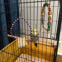 عروس هلندی|پرنده|کیاشهر, |دیوار