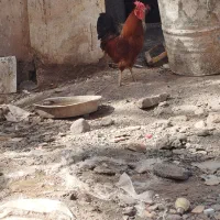 خروس چهل تاج