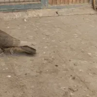 پرنده کبوتر|پرنده|تهران, مسعودیه|دیوار