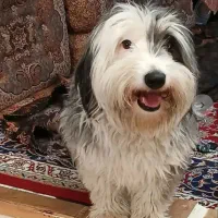 جفت گیری سگ