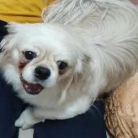 فروش خواهر برادر پیکینیز