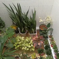 فروش گل و گیاه آپارتمانی