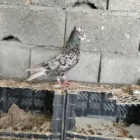 کبوتر سرور دم سفید