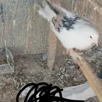 نر لک دوش،،سرور آتشی|پرنده|پیشوا, |دیوار