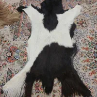 پوست چرم