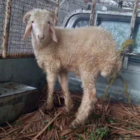 مرغ خروس گوسفند