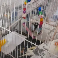 یک جفت عروس هلندی ناز  با تخم