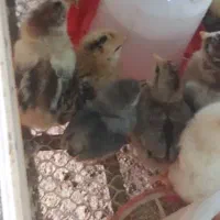 جوجه ،شاخدار،جوجه اردک محلی|حیوانات مزرعه|رشت, چمارسرا|دیوار