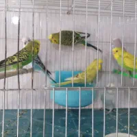 عروس هلندی دوکت پروانه ای البینو ولتینو