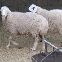 دو راس میش چاق تبری
