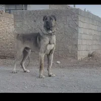 فروش سلطان سگ سرابی ایران-تایسون