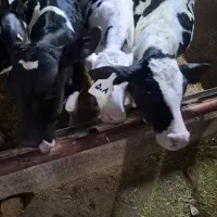 گوساله قطع شیر سبک