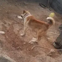 ماده خراسانی|سگ|قوچان, |دیوار