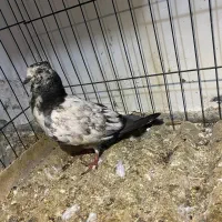 کبوتر پرشی کاکلی|پرنده|ساری, |دیوار