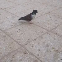 کبوتر