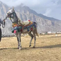 اسب سر دم گیر عالی به شرط مادیان 7ماه آبستن