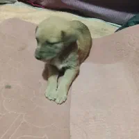 توله سگ سراب نر و ماده