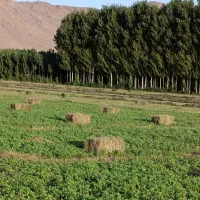 یونجه|عمدهفروشی|ماکو, |دیوار