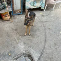 ژرمن شولاین