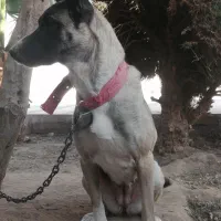 سگ مالینویز ماده 1ساله|سگ|یزد, |دیوار