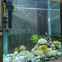 آکواریم دلسا درحد نو با ماهی گوشتخوار