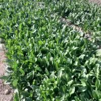 اسفناج تازه