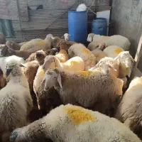 گوسفند زنده بهداشتی شهرداری تهران و کرج