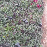 فروش عمده و تکی