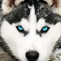 سگ پاکوتاه سرپرستی.