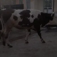 گاو ،گوساله ،تلیسه سیمینتال آبستن سنگین|حیوانات مزرعه|بیلوار, |دیوار