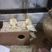 عروس هلندی