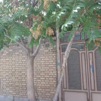 ویلایی جنوبی ۲۵۰متری پروانه دار قاسم آباد