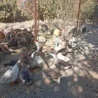 بوقلمون نر و قاز نر|حیوانات مزرعه|کهریزک, |دیوار