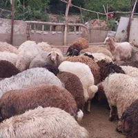 انواع وزن سبک گوسفند افشاری زنده از 20کیلوبه بالا|حیوانات مزرعه|تهران, منیریه|دیوار
