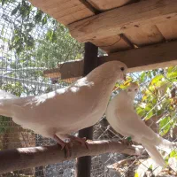 کفتر کبوتر زاغ سفید تهرونی کشیده بلند|پرنده|دهاقان, |دیوار