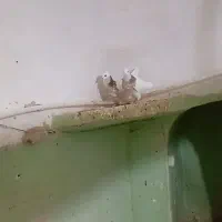 یک جفت جوجه طوقی ذات هفرنگ