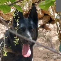 واگذاری ماده ژرمن اصل