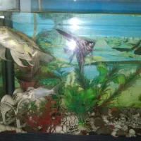 اکواریوم و ماهی