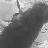 سگ نر خونگی