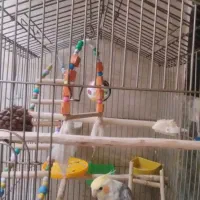 عروس هلندی|پرنده|رباط‌کریم, رباط‌کریم|دیوار