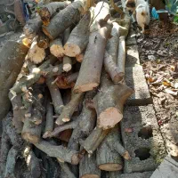 فروش چوب گردو وچوب انجیر