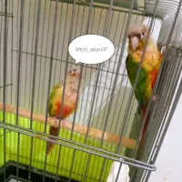 فنچ عروس هلندی گرینچیگ پرنده مرغ عشق برزیلی قناری|پرنده|صباشهر, |دیوار