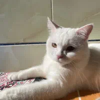 گربه نژاد وان(خاص و کمیاب)|گربه|رفسنجان, |دیوار