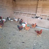 خروس درشت برا سربری وزن۲۴۰۰