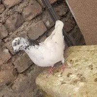 کفتر هما.دم سبز . سوسکی|پرنده|اصفهان, محمودیه|دیوار