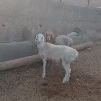 بره و شیشک|حیوانات مزرعه|نیمبلوک, |دیوار