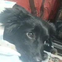 چیتزو تربیت شده|سگ|تهران, خاوران|دیوار