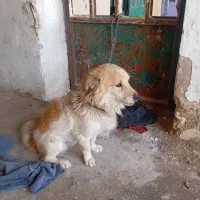 سگ پاکوتاه نر|سگ|خرم‌آباد, |دیوار