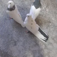 کفتر طوقی وتکدم|پرنده|کبودرآهنگ, |دیوار