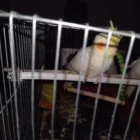 عروس هلندی مفت